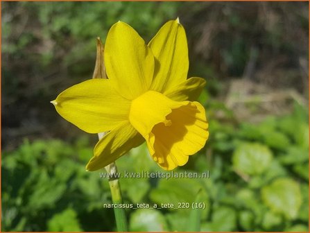 Narcissus &#039;T&ecirc;te-&agrave;-T&ecirc;te&#039; | Narcis | Narzisse