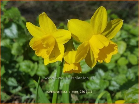Narcissus &#039;T&ecirc;te-&agrave;-T&ecirc;te&#039; | Narcis | Narzisse