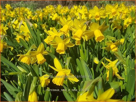 Narcissus &#039;T&ecirc;te-&agrave;-T&ecirc;te&#039; | Narcis | Narzisse