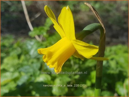 Narcissus &#039;T&ecirc;te-&agrave;-T&ecirc;te&#039; | Narcis | Narzisse