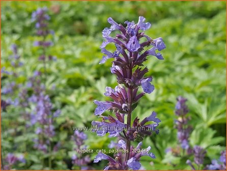 Nepeta &amp;#39;Cat&amp;#39;s Pajamas&amp;#39; | Kattenkruid | Katzenminze