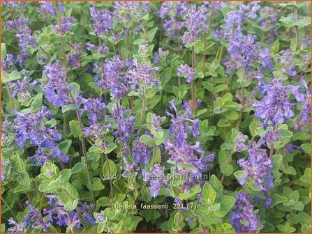 Nepeta faassenii | Grijs kattenkruid, Kattenkruid | Blaue Katzenminze