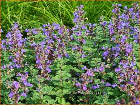 Nepeta faassenii &amp;#39;Purrsian Blue&amp;#39; | Grijs kattenkruid, Kattenkruid | Blaue Katzenminze