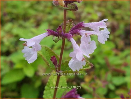 Nepeta &amp;#39;Florina&amp;#39; | Kattenkruid | Katzenminze