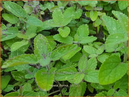 Nepeta &amp;#39;Florina&amp;#39; | Kattenkruid | Katzenminze