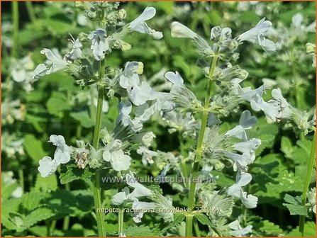 Nepeta racemosa &amp;#39;Snowflake&amp;#39; | Kattenkruid | Traubige Katzenminze