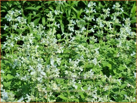 Nepeta racemosa &amp;#39;Snowflake&amp;#39; | Kattenkruid | Traubige Katzenminze