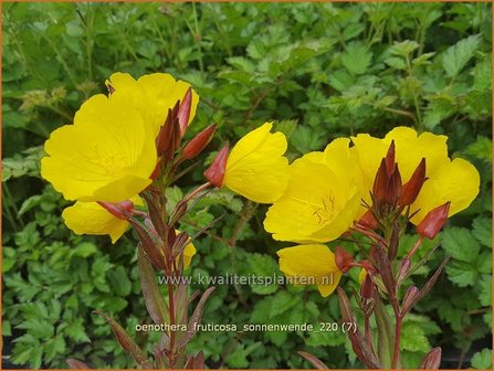 Oenothera fruticosa &amp;#39;Sonnenwende&amp;#39; | Teunisbloem | Strauchige Nachtkerze