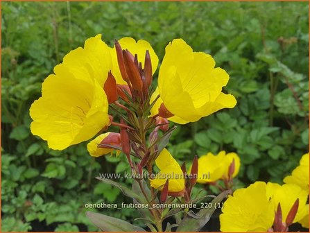 Oenothera fruticosa &amp;#39;Sonnenwende&amp;#39; | Teunisbloem | Strauchige Nachtkerze