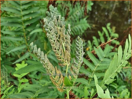 Osmunda regalis | Koningsvaren | Gew&ouml;hnlicher Rispenfarn