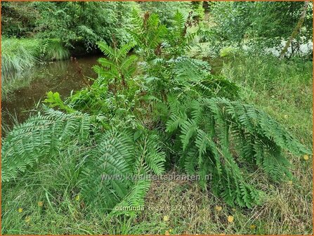 Osmunda regalis | Koningsvaren | Gew&ouml;hnlicher Rispenfarn