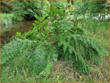 Osmunda regalis | Koningsvaren | Gew&ouml;hnlicher Rispenfarn