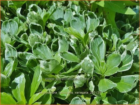 Pachysandra terminalis &#039;Variegata&#039; | Schaduwkruid, Dikkemanskruid | Endst&auml;ndiger Ysander