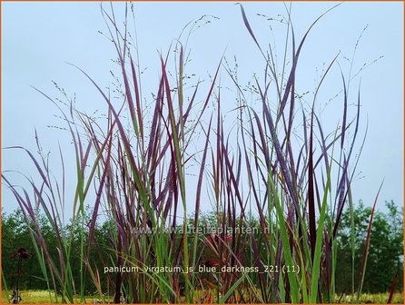 Panicum virgatum &amp;#39;JS Blue Darkness&amp;#39;