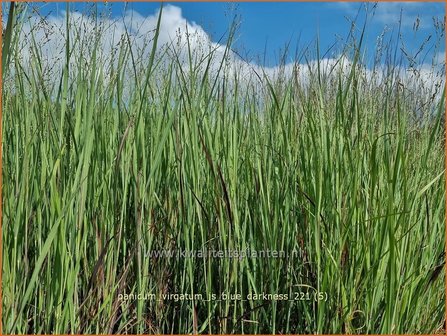 Panicum virgatum &amp;#39;JS Blue Darkness&amp;#39; | Vingergras, Parelgierst | Rutenhirse