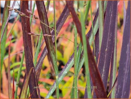 Panicum virgatum &amp;#39;JS Blue Darkness&amp;#39; | Vingergras, Parelgierst | Rutenhirse