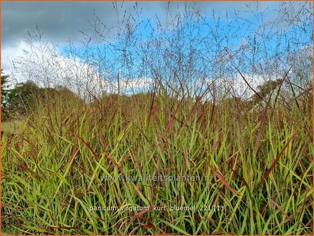 Panicum virgatum &#039;Kurt Bluemel&#039; | Vingergras, Parelgierst | Rutenhirse