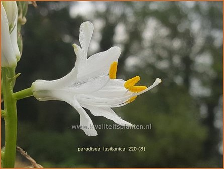 Paradisea lusitanica | Paradijslelie | Iberische Paradieslilie