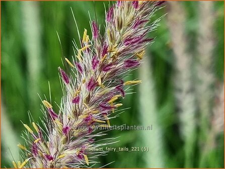 Pennisetum &amp;#39;Fairy Tails&amp;#39; | Lampenpoetsersgras, Borstelveergras | Federborstengras