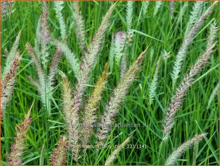 Pennisetum &amp;#39;Fairy Tails&amp;#39; | Lampenpoetsersgras, Borstelveergras | Federborstengras