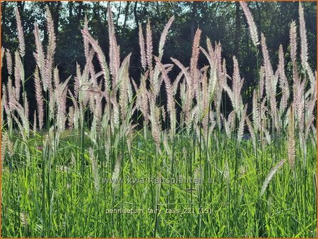 Pennisetum &amp;#39;Fairy Tails&amp;#39; | Lampenpoetsersgras, Borstelveergras | Federborstengras