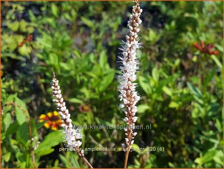 Persicaria amplexicaulis &#39;Alba Junior&#39; | Doorgroeide duizendknoop, Adderwortel, Duizendknoop | Kerzenknöterich