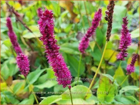 Persicaria amplexicaulis &#39;Amethyst Summer&#39; | Doorgroeide duizendknoop, Adderwortel, Duizendknoop | Kerzenknöte