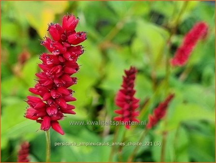 Persicaria amplexicaulis &amp;#39;Anne&amp;#39;s Choice&amp;#39; | Doorgroeide duizendknoop, Adderwortel, Duizendknoop | Kerzen