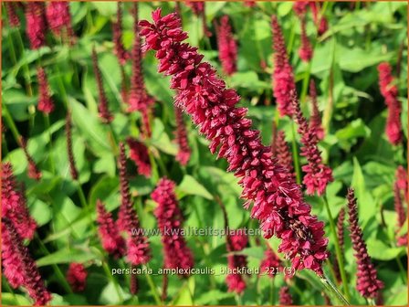 Persicaria amplexicaulis &#039;Blackfield&#039; | Doorgroeide duizendknoop, Adderwortel, Duizendknoop | Kerzenkn&ouml;ter