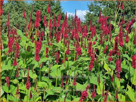 Persicaria amplexicaulis &#039;Blackfield&#039; | Doorgroeide duizendknoop, Adderwortel, Duizendknoop | Kerzenkn&ouml;ter