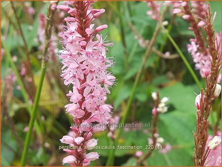 Persicaria amplexicaulis 'Fascination' | Doorgroeide duizendknoop, Adderwortel, Duizendknoop | Kerzenkn&ouml;terich