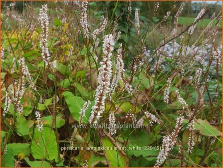 Persicaria amplexicaulis 'Fat White' | Doorgroeide duizendknoop, Adderwortel, Duizendknoop | Kerzenknöterich