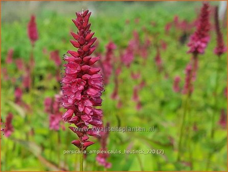 Persicaria amplexicaulis &#039;Heutinck&#039; | Doorgroeide duizendknoop, Adderwortel, Duizendknoop | Kerzenkn&ouml;terich