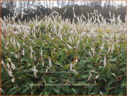 Persicaria amplexicaulis &#039;White Eastfield&#039; | Doorgroeide duizendknoop, Adderwortel, Duizendknoop | Kerzenkn&ouml;te