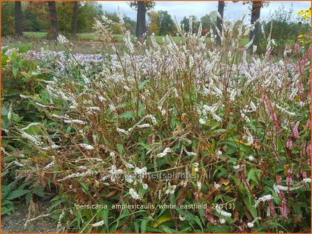 Persicaria amplexicaulis &#039;White Eastfield&#039; | Doorgroeide duizendknoop, Adderwortel, Duizendknoop | Kerzenkn&ouml;te