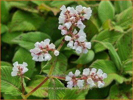Persicaria campanulata &#039;Alba&#039; | Belletjesduizendknoop, Klokjesduizendknoop, Duizendknoop | Glockenkn&ouml;terich