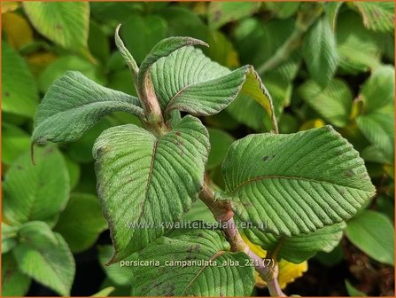 Persicaria campanulata &#039;Alba&#039; | Belletjesduizendknoop, Klokjesduizendknoop, Duizendknoop | Glockenkn&ouml;terich