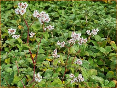 Persicaria campanulata &#039;Alba&#039; | Belletjesduizendknoop, Klokjesduizendknoop, Duizendknoop | Glockenkn&ouml;terich