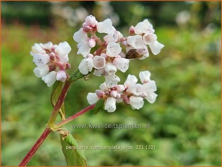 Persicaria campanulata &#039;Alba&#039; | Belletjesduizendknoop, Klokjesduizendknoop, Duizendknoop | Glockenkn&ouml;terich