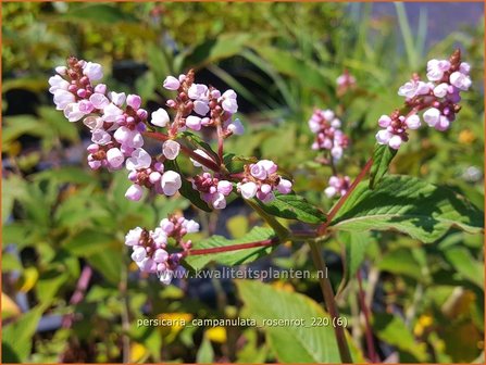 Persicaria campanulata &#039;Rosenrot&#039;