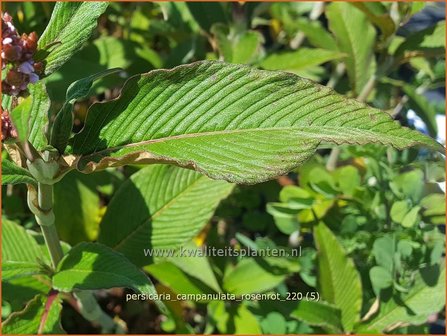 Persicaria campanulata &#039;Rosenrot&#039;