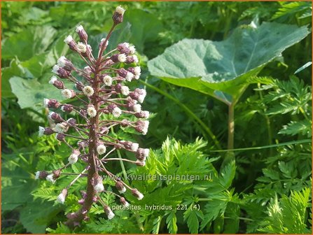 Petasites hybridus | Groot hoefblad, Allemansverdriet, Pestwortel, Hoefblad | Gew&ouml;hnliche Pestwurz