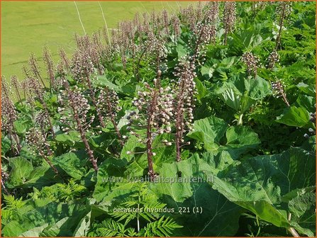 Petasites hybridus | Groot hoefblad, Allemansverdriet, Pestwortel, Hoefblad | Gew&ouml;hnliche Pestwurz