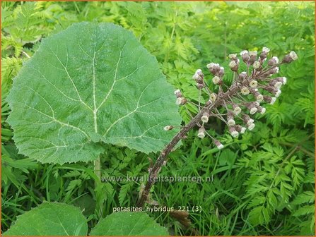 Petasites hybridus | Groot hoefblad, Allemansverdriet, Pestwortel, Hoefblad | Gew&ouml;hnliche Pestwurz