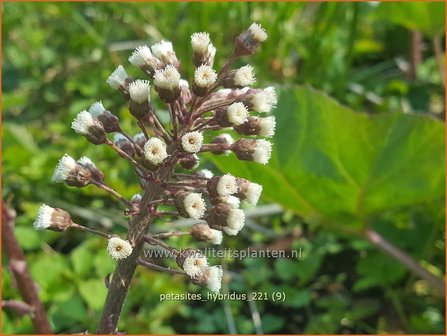 Petasites hybridus | Groot hoefblad, Allemansverdriet, Pestwortel, Hoefblad | Gew&ouml;hnliche Pestwurz