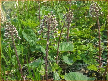 Petasites hybridus | Groot hoefblad, Allemansverdriet, Pestwortel, Hoefblad | Gew&ouml;hnliche Pestwurz