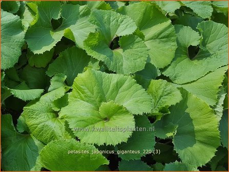 Petasites japonicus &#039;Giganteus&#039; | Japans hoefblad, Allemansverdriet, Pestwortel, Hoefblad | Japanische Pestwurz