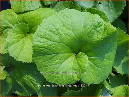 Petasites japonicus &#039;Giganteus&#039; | Japans hoefblad, Allemansverdriet, Pestwortel, Hoefblad | Japanische Pestwurz