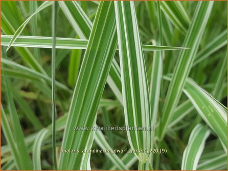 Phalaris arundinacea &#039;Dwarf Garters&#039; | Rietgras, Kanariegras | Rohrglanzgras