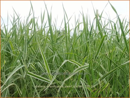 Phalaris arundinacea &#039;Dwarf Garters&#039; | Rietgras, Kanariegras | Rohrglanzgras